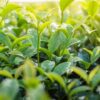 Why Quality Tea Matters More Than You Think