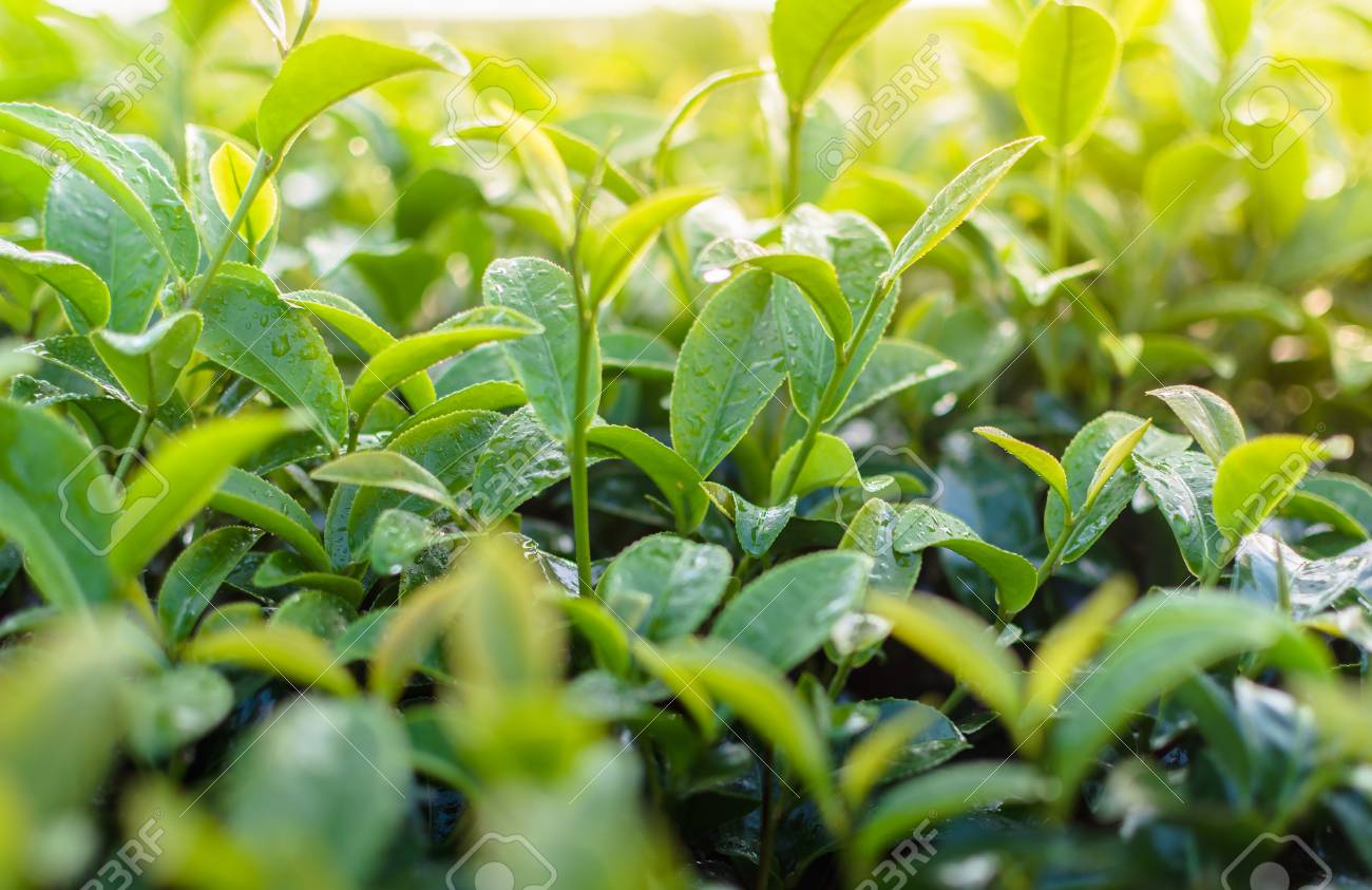 Why Quality Tea Matters More Than You Think